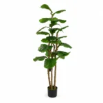 Fiddle leaf plant
