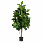Rubber leaf plant