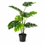 Swiss cheese plant